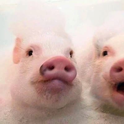 Isabelle Daza avatar